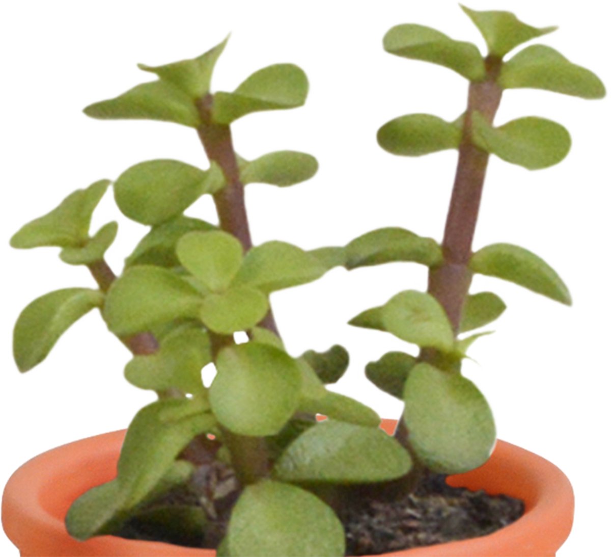 Cactus en vetplanten mix 5.5 cm in terracotta pot | 15 stuks