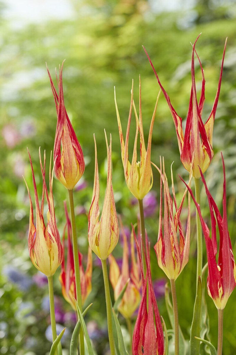 Tulp Acuminata | 5 stuks | Tulpenbollen