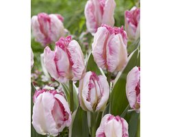 Tulp Parrot Pinkvision | 10 stuks | Tulpenbollen | Parkiettulp