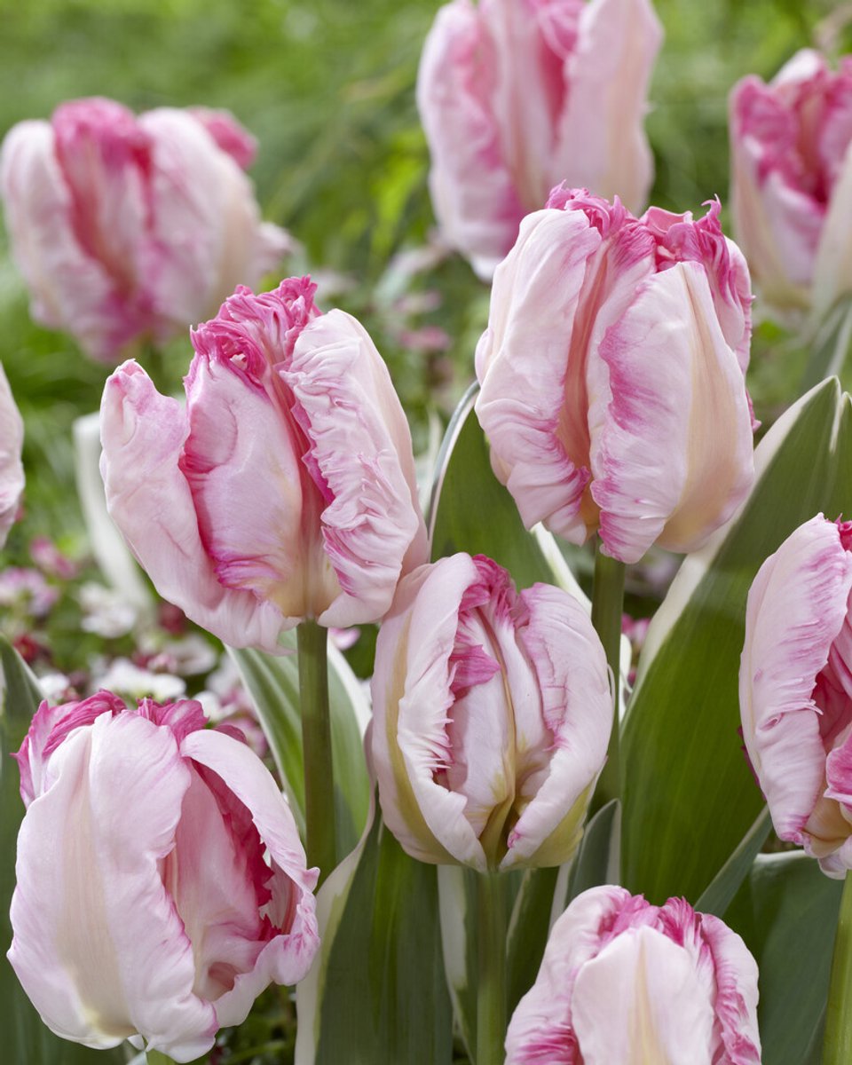 Tulp Parrot Pinkvision | 10 stuks | Tulpenbollen | Parkiettulp