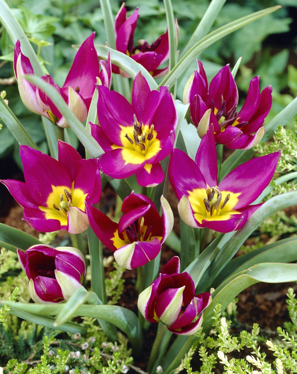 Tulp Humilis Persian Pearl | 10 stuks | Tulpenbollen