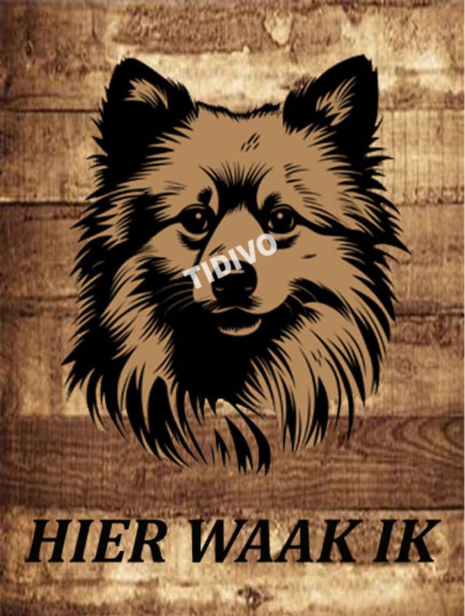 American Eskimo Dog 20
