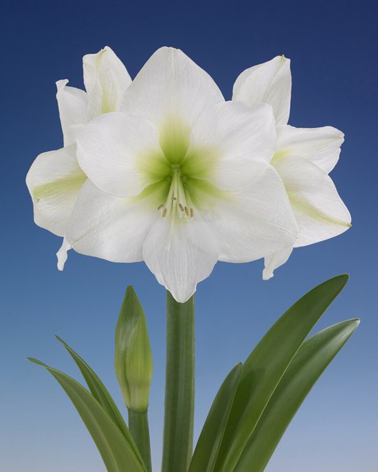 Bulbe Amaryllis Papilio - Format 20/22 - Fleur Exclusif Hippeastrum - Pour Culture Intérieur - Des Pays-Bas
