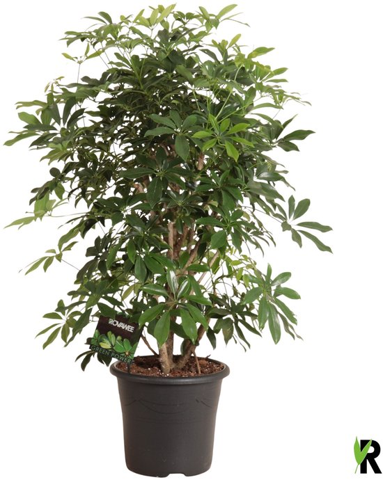 Schefflera Arboricola Compacta vertakt 130 cm – Kamerplant – Vers Van De Kweker – Potmaat Ø32 cm