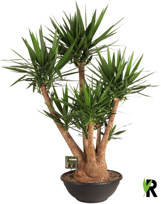 Yucca elephantipes vertakt 180 cm – Kamerplant – Vers Van De Kweker – Potmaat Ø60 cm