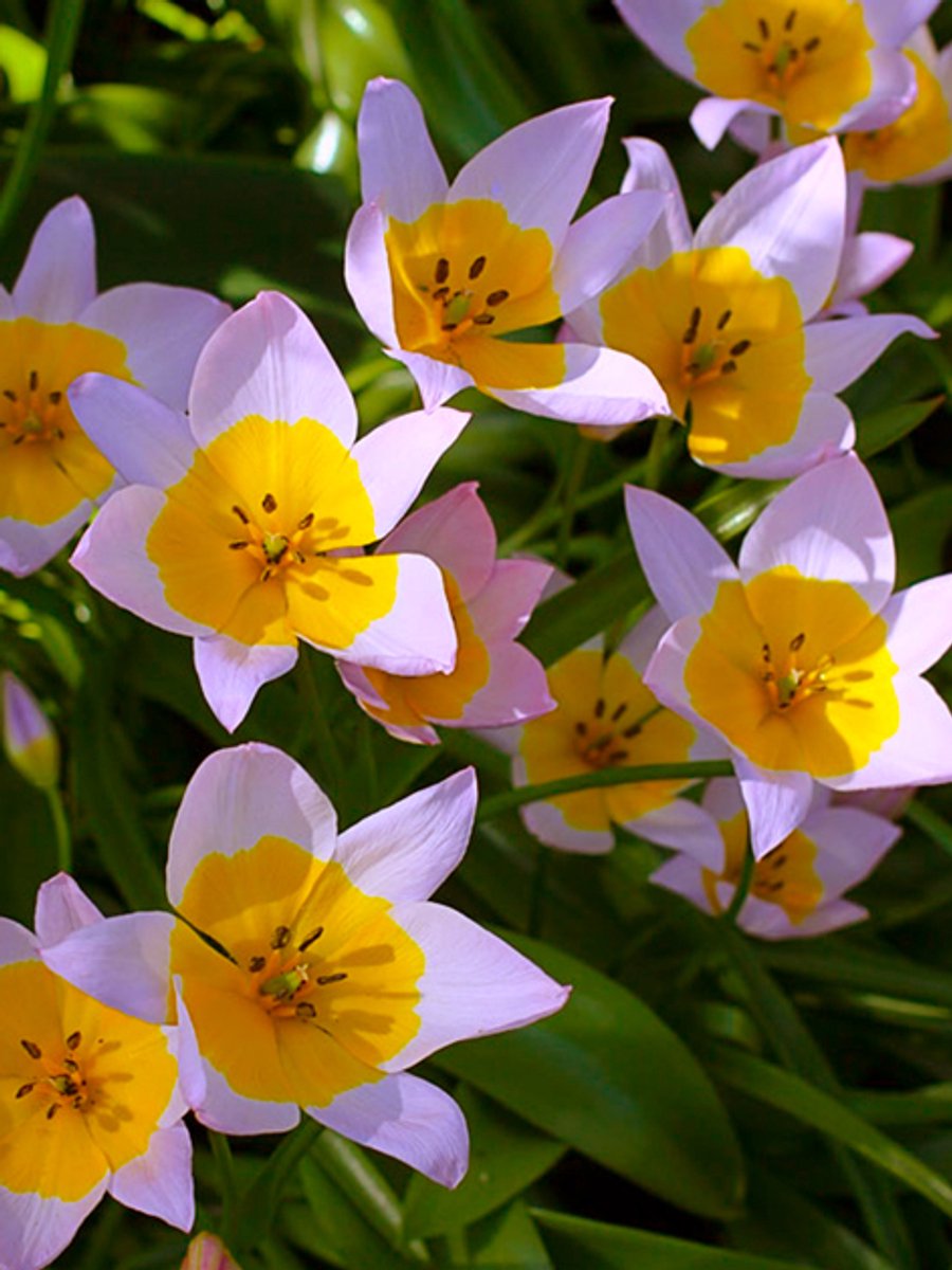25x Tulpen 'Saxatilis' - BULBi® Bloembollen met bloeigarantie