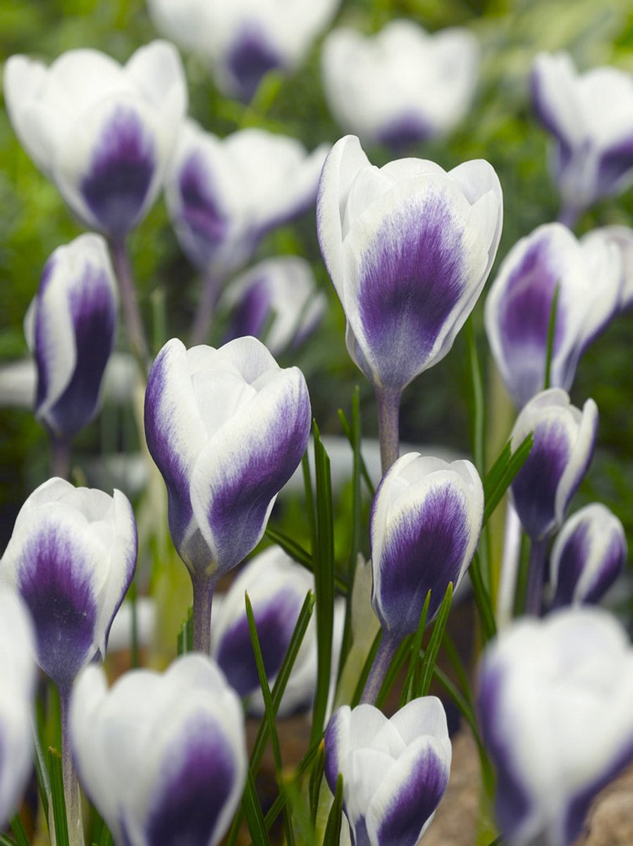 25x Crocus 'Prins claus chrysanthus' - BULBi® Bloembollen met bloeigarantie