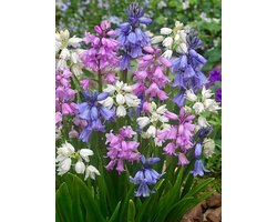 25x Boshyacint 'Hyacinthoides hispanica gemengd' - BULBi® Bloembollen met bloeigarantie
