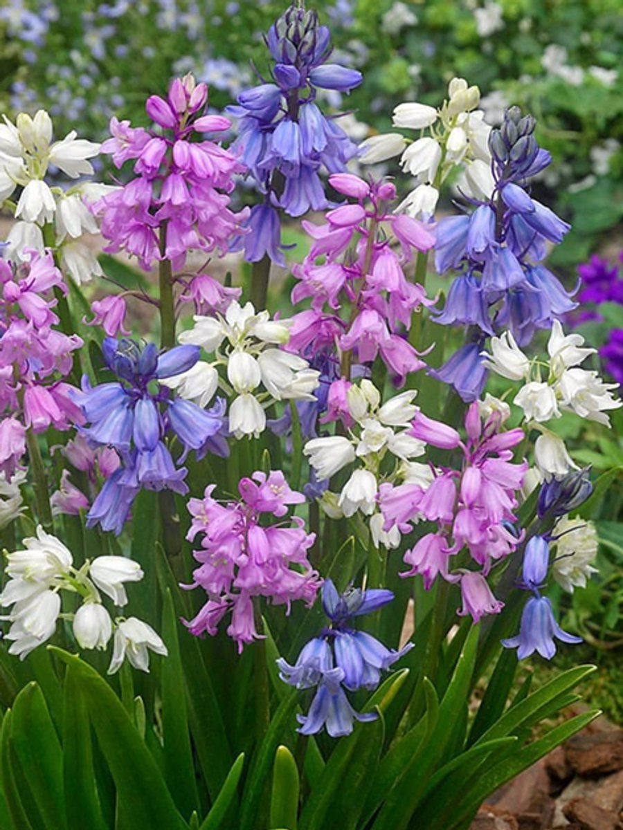 25x Boshyacint 'Hyacinthoides hispanica gemengd' - BULBi® Bloembollen met bloeigarantie
