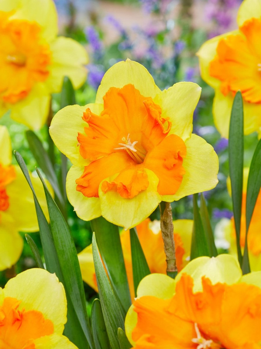 15x Narcissen 'Congress' - BULBi® Bloembollen met bloeigarantie
