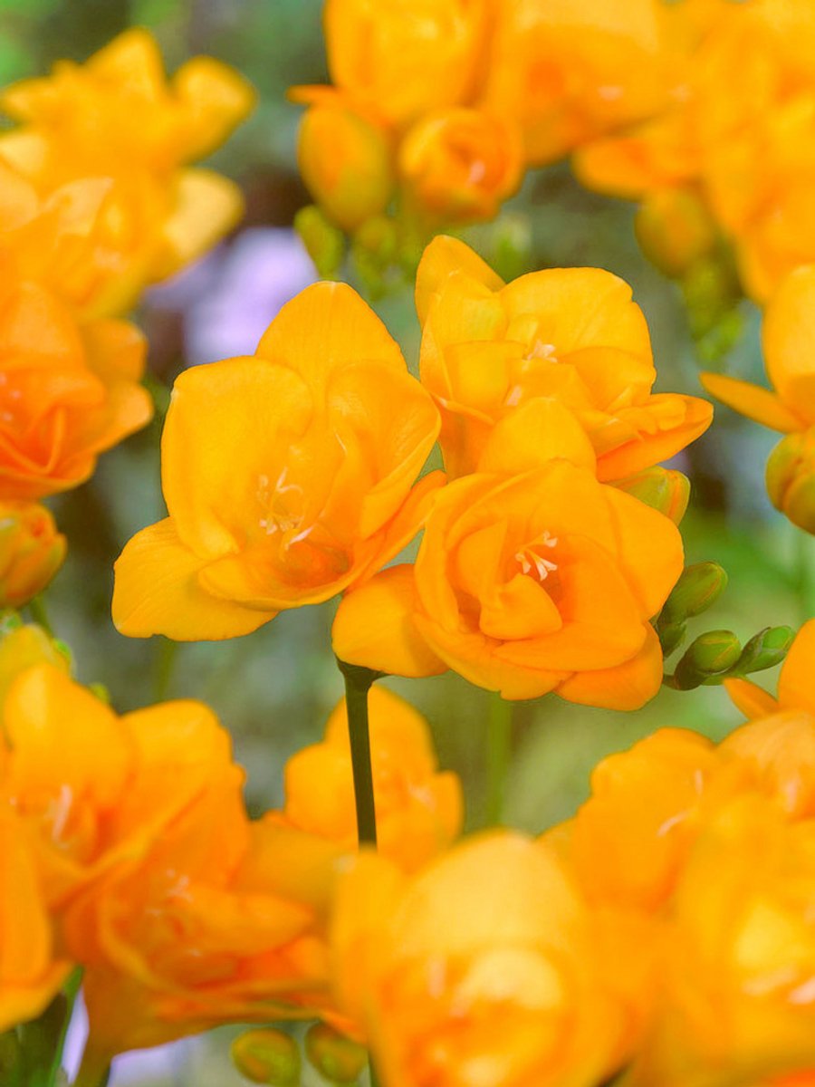 25x Freesia 'Freesia dubbel oranje' - BULBi® Bloembollen met bloeigarantie