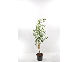 Patio Fruitboom - Stoofpeer - set van 1 - Pyrus communis 'Gieser Wildeman' - hoogte 100 cm
