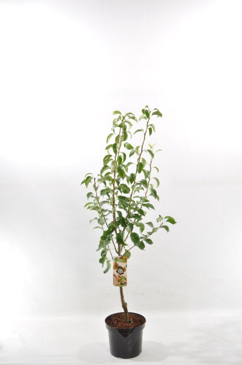 Patio Fruitboom - Stoofpeer - set van 1 - Pyrus communis 'Gieser Wildeman' - hoogte 100 cm