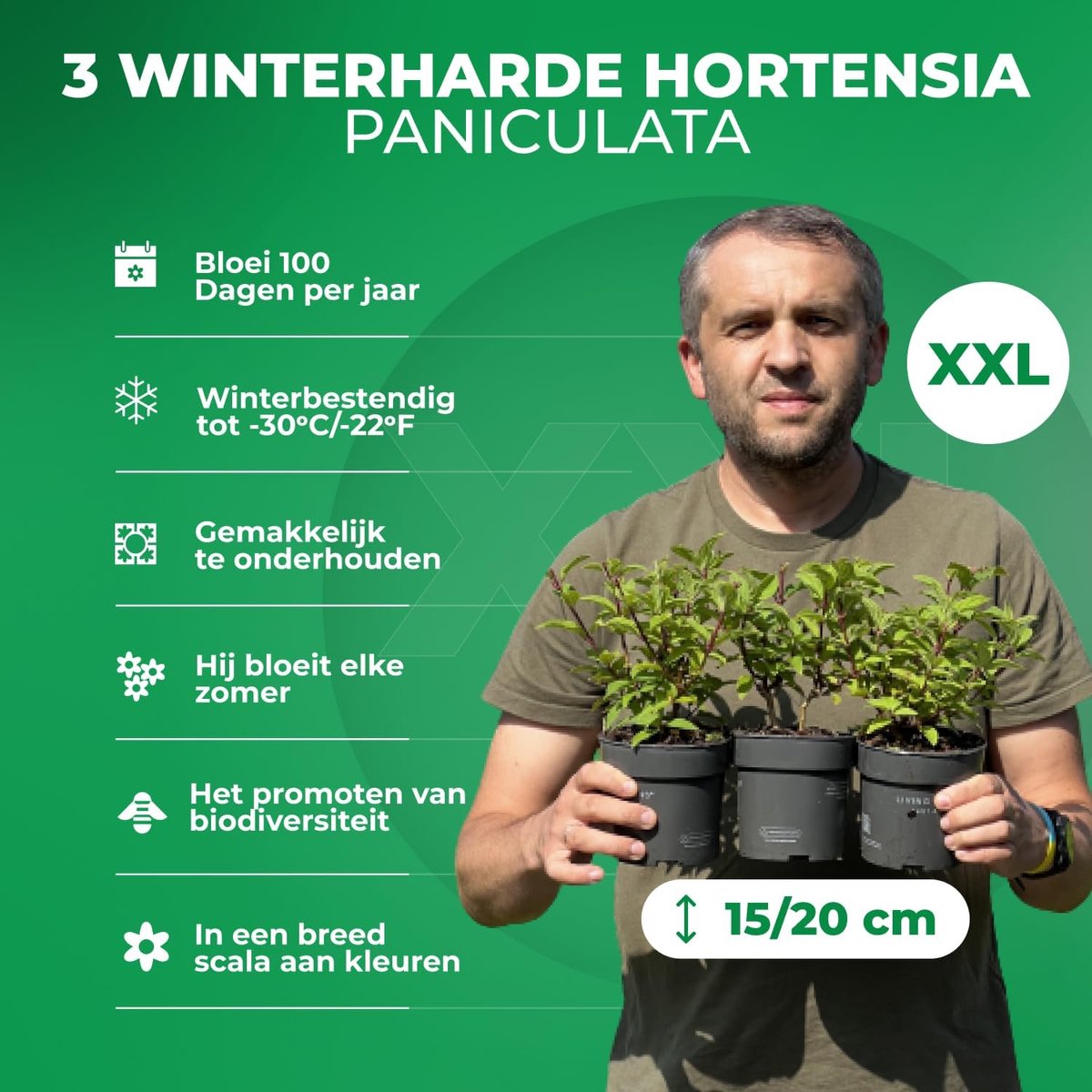 Hortensia Plant - Hydrangea Paniculata - Tuinplant Winterhard - 3 stuks - Wit & Roze - Buitenplanten