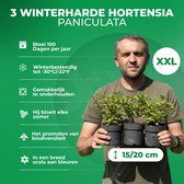 Man met drie Hortensia Paniculata planten, met tekst over bloei en winterhardheid.