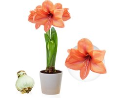 Amaryllis Bol - Orange Passion - Bloembollen - 1 stuk - Oranje - Bloem bollen