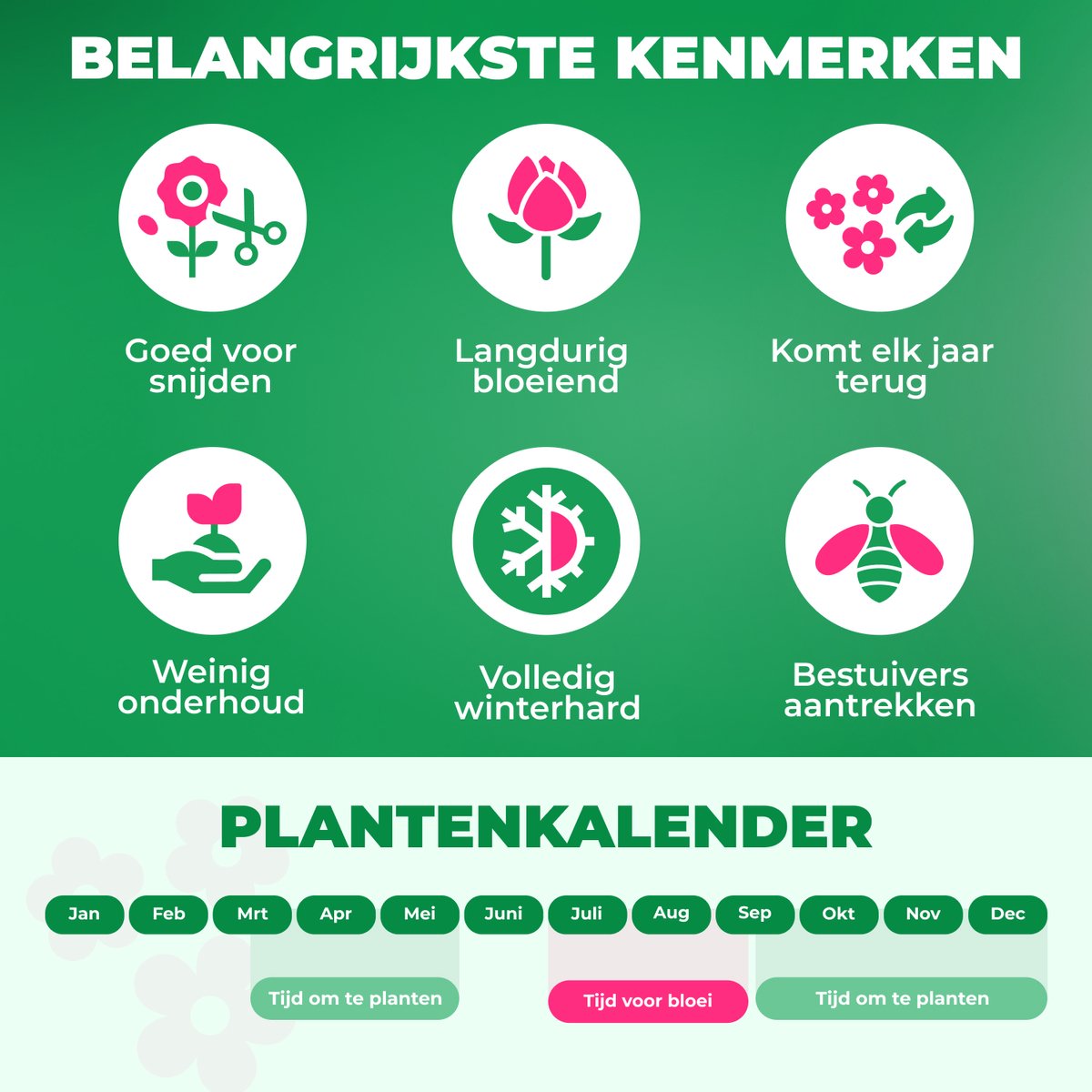 Hortensia Plant - Hydrangea Little Passion - Tuinplant Winterhard - 3 stuks - Wit - Buitenplanten