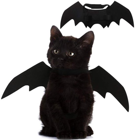 Een zwarte kitten draagt zwarte vleermuisvleugels. De achtergrond is wit.