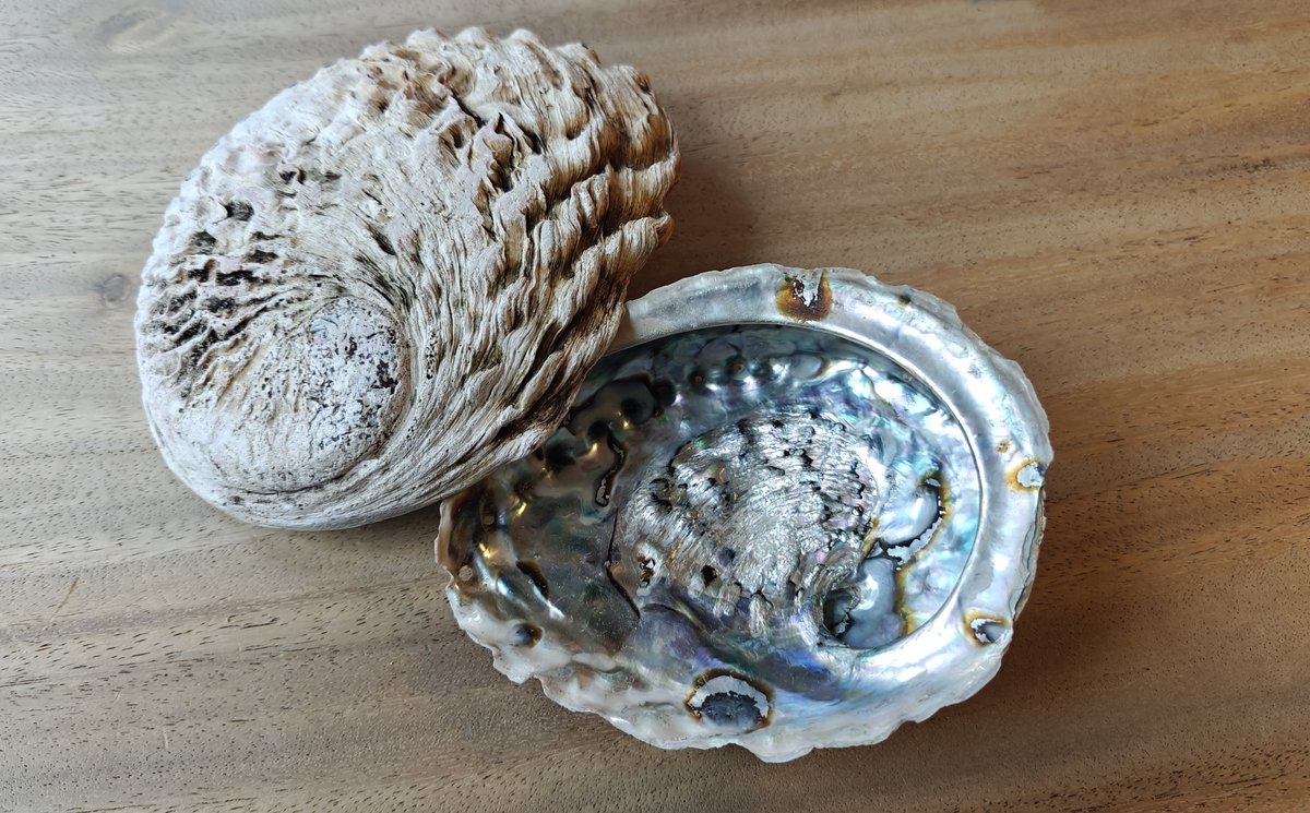 Abalone schelp 15-17 CM - Smudge - Schelp - Haliotis - Energetische reiniging