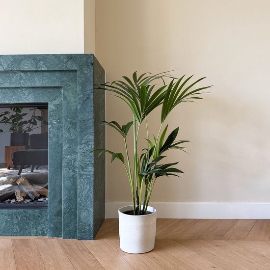 Plant in a Box - Howea Forsteriana - Kentia palm - Groene kamerplant - Pot 18cm - Hoogte 90-100cm