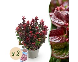 Green boutiQ - Tuinplant - Leucothoe Zeblid - Rood - 2 Planten - Groenblijvend - Weinig Onderhoud - Pot 17cm Hoogte 45cm