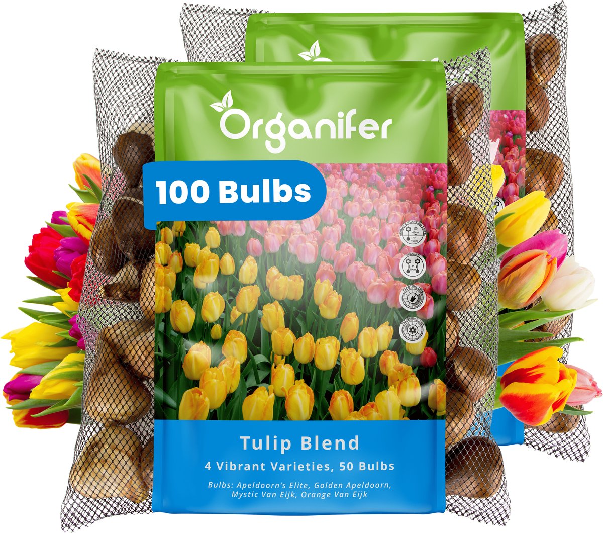 100 Tulpen - 4 Levendige Soorten - XXL Bolmaat 12 cm/+ - Bloembollen - Tulipa - Kleurenmix - Zomerbollen - Voorjaarsbollen - Trekt vlinders en bijen aan - Vaste planten - Organifer