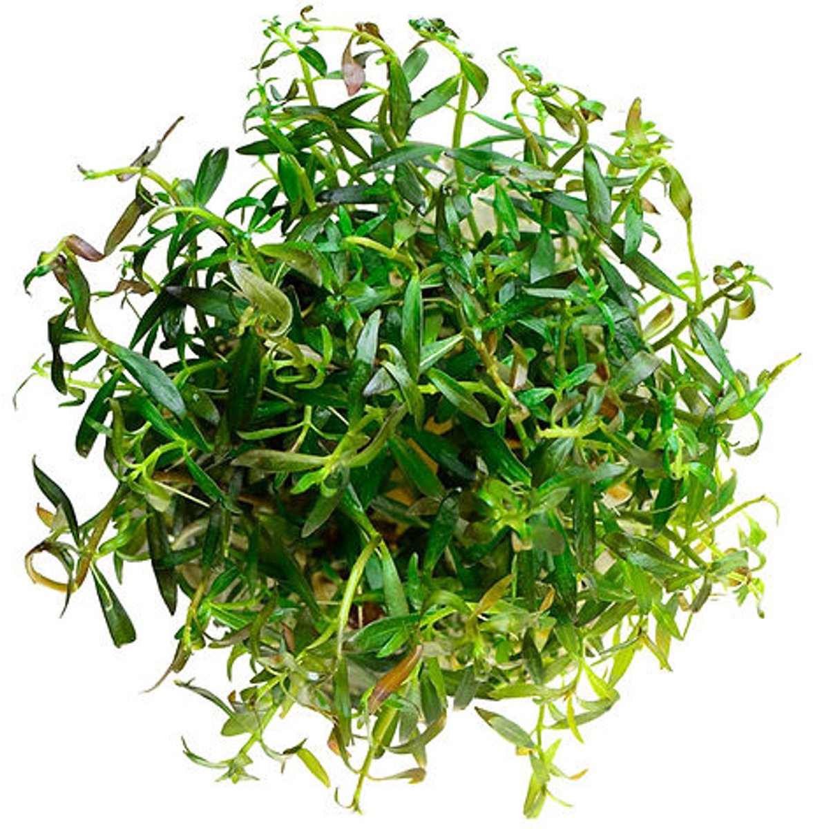 Aquaflora Ludwigia Arcuata | Smalbladige Ludwigia | in 5 cm pot