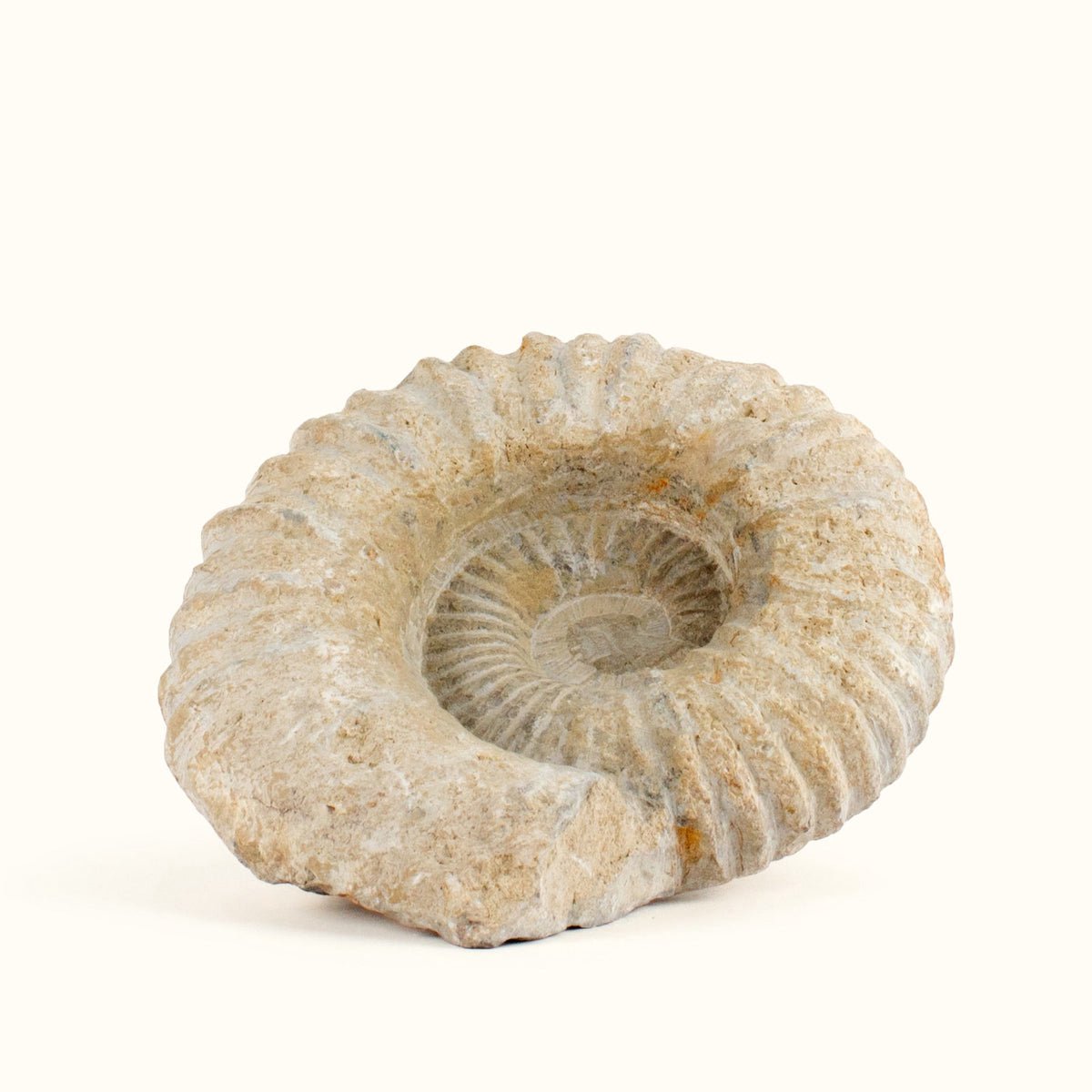 ANAS Ammoniet Fossiel – Authentiek Oerfossiel Woondecoratie – Edelstenen en Mineralen – 20 cm