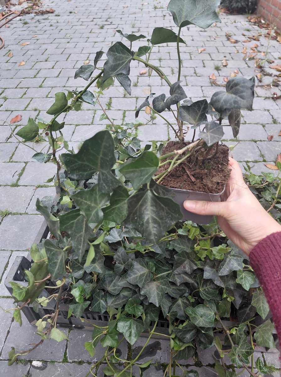 12 stuks Hedera Hibernica - klimop - P9 (9X9) pot met reeds lange uitlopers - voor een mooie, groenblijvende haag - goed voor ongeveer 2 lopende meter haag