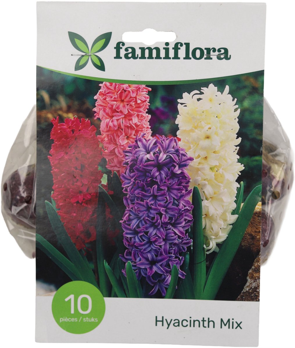 Famiflora Hyacinth Mix - Voorjaarsbloeiers - 10 bloembollen - Brengt geurige kleurenexplosie voor een aromatisch lentegevoel - Hyacinten trekken aandacht en zorgen voor een levendige tuinbeleving