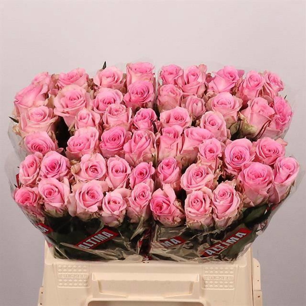 20x Rosa jessika 40cm