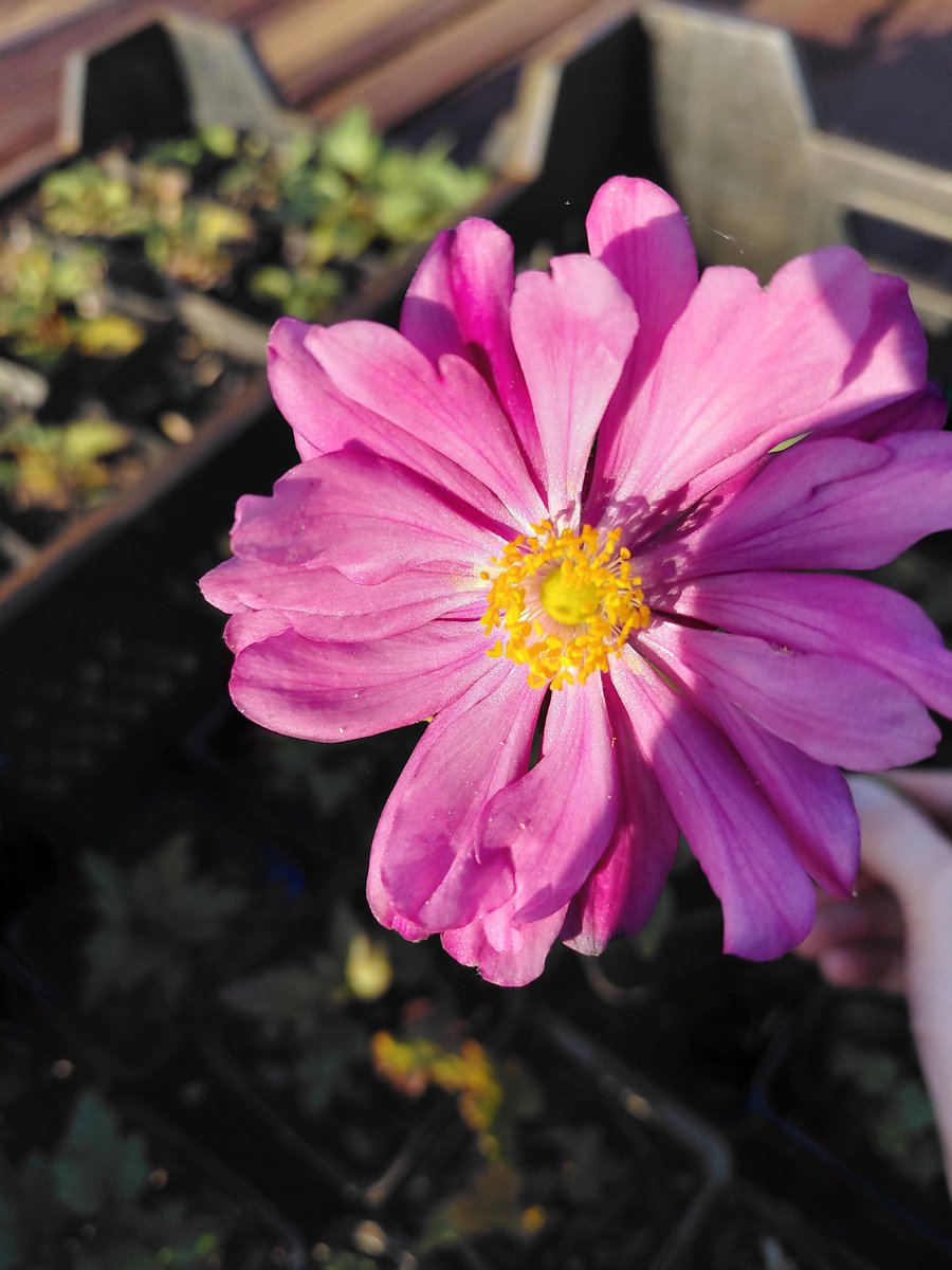 6 stuks - Anemone hupehensis 'Prinz Heinrich' – Herfstanemoon met roze bloemen