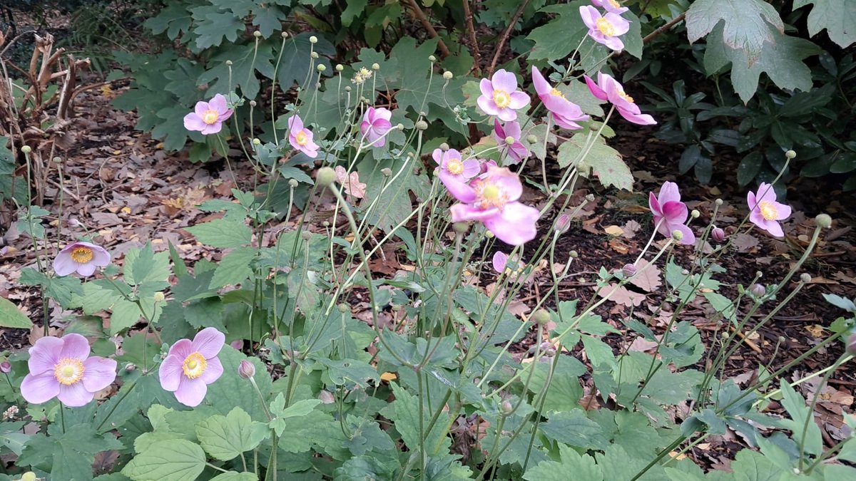 6 stuks - Anemone hybrida 'Königin Charlotte' – Herfstanemoon in pot 9X9 - zachtroze bloemen
