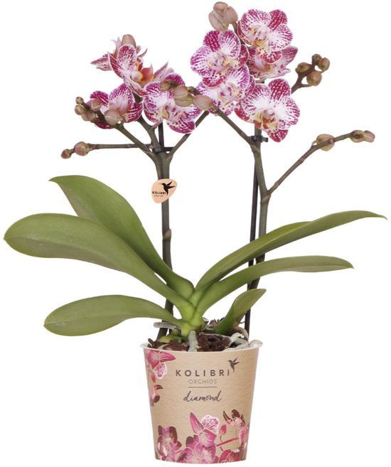 Kolibri Orchids | Roze paarse phalaenopsis orchidee | Bora Bora | bloeiende kamerplant