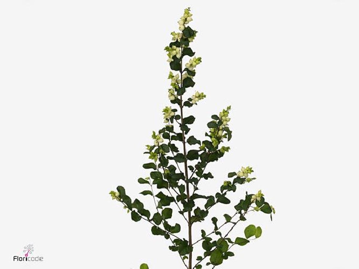 10x Symphor.magical lemon and lime 70cm