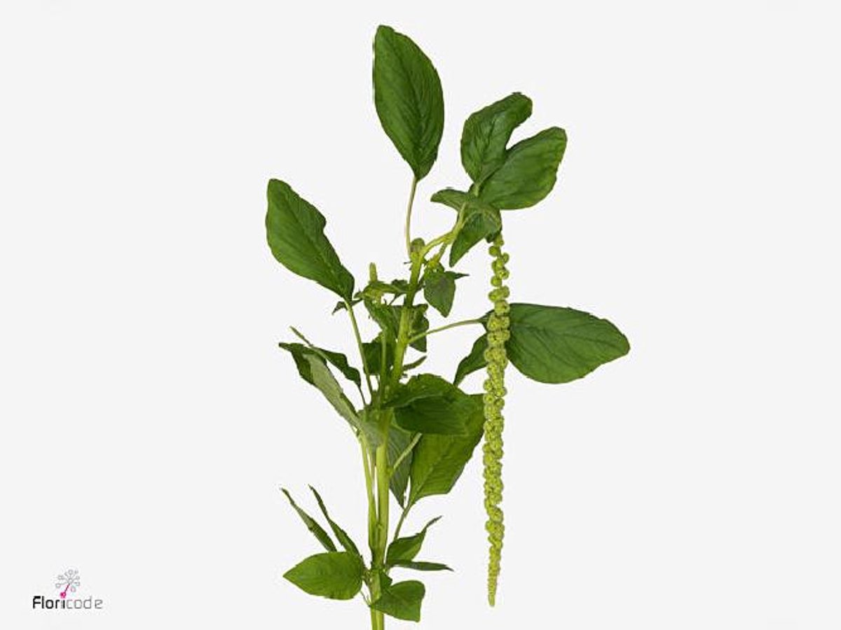 10x Amaran.hang viridis 80cm