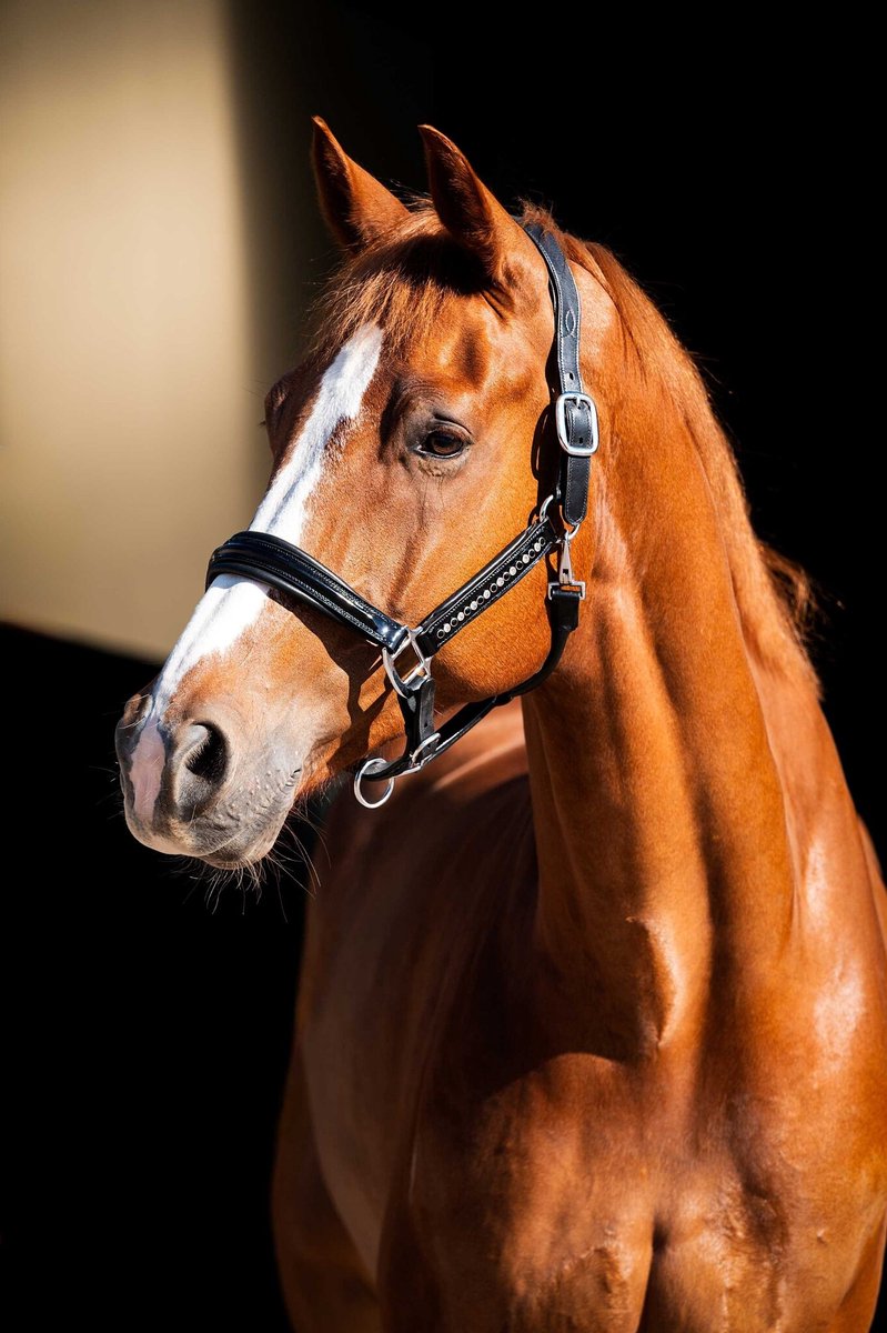 Showtime HB Showtime Lederen halster Rivet Swarovski Zwart - Cob