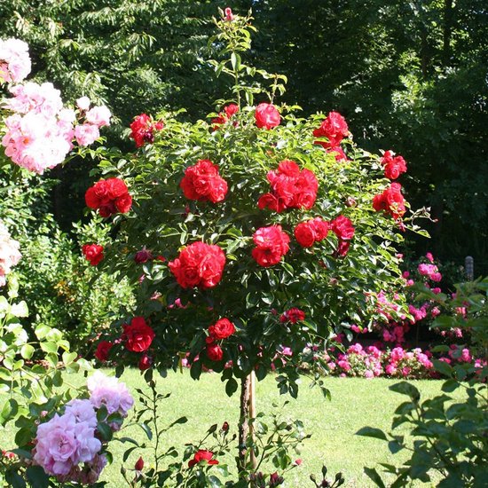 GARDENZO - Stamrozen XXL Rood x3 - Rozen op stam - Winterhard - 110-140 cm