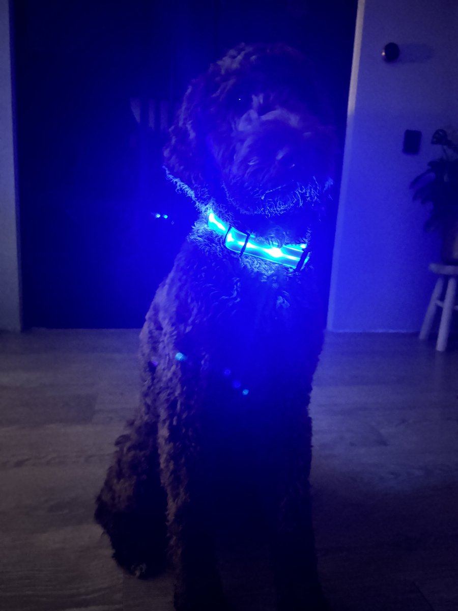By Lilo LED Hondenhalsband - Ice blauw – Oplaadbaar – Verstelbaar – Veilig in het Donker – Meerdere Lichtstanden – Waterdicht