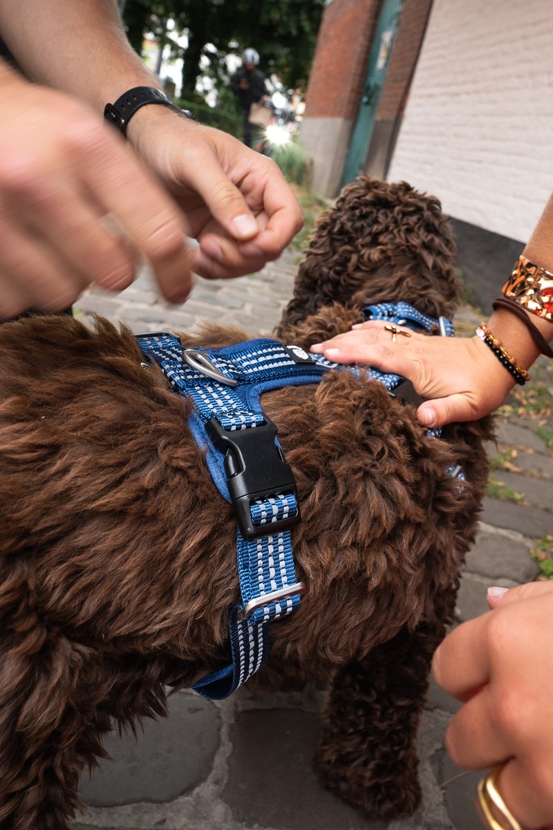 Cavlicious® Sport hondentuig - Y-tuig - honden tuigje - harnas hond - anti-trek - anti-ontsnappingsharnas - blauw - M