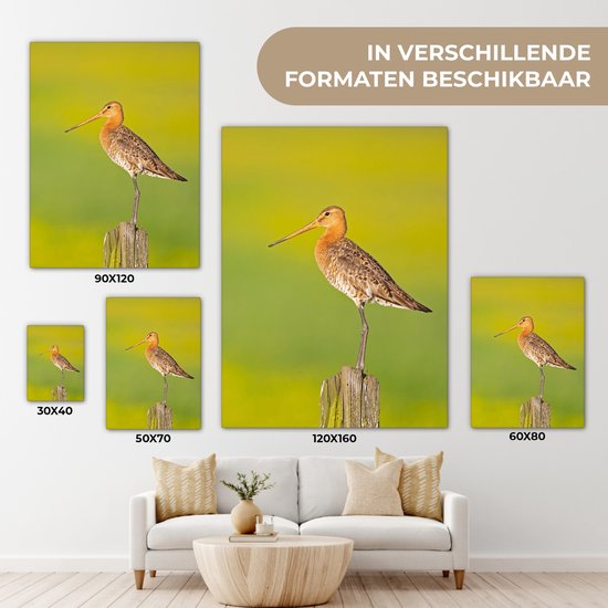 Toile - Tableau - Vogel - Animaux - Barge à queue noire - Perche - Vert - Peintures sur toile - Photo sur toile - 120x160 cm - Décoration murale - Salon