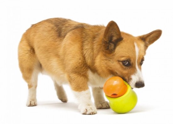 Bruine corgi snuffelt aan een groen speeltje met een oranje bal erin.