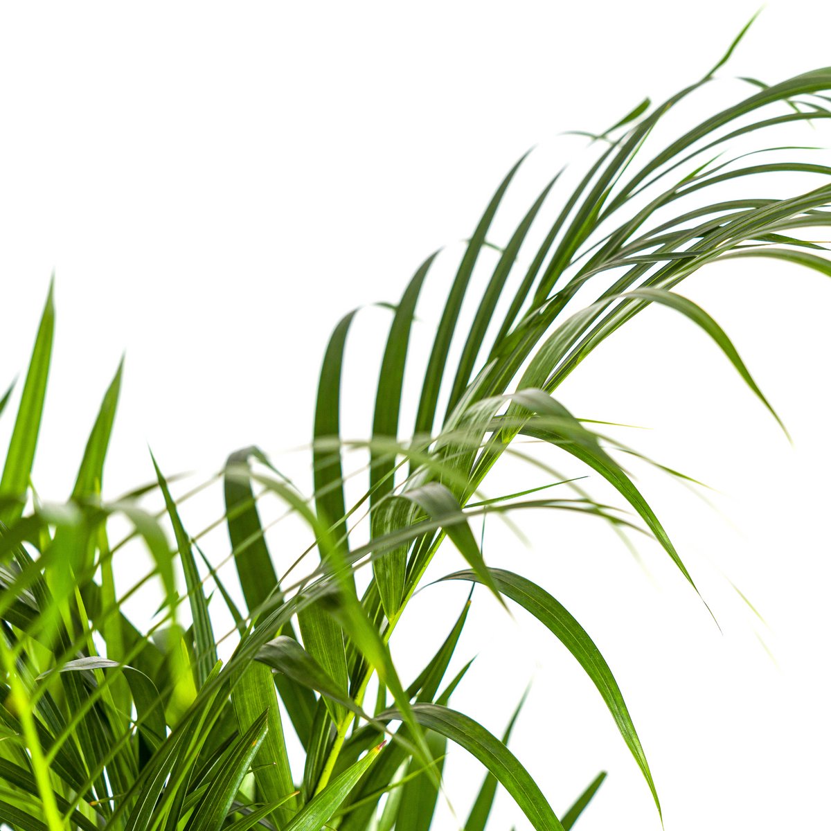 Dypsis Areca Lutescens Ø21cm - 110cm