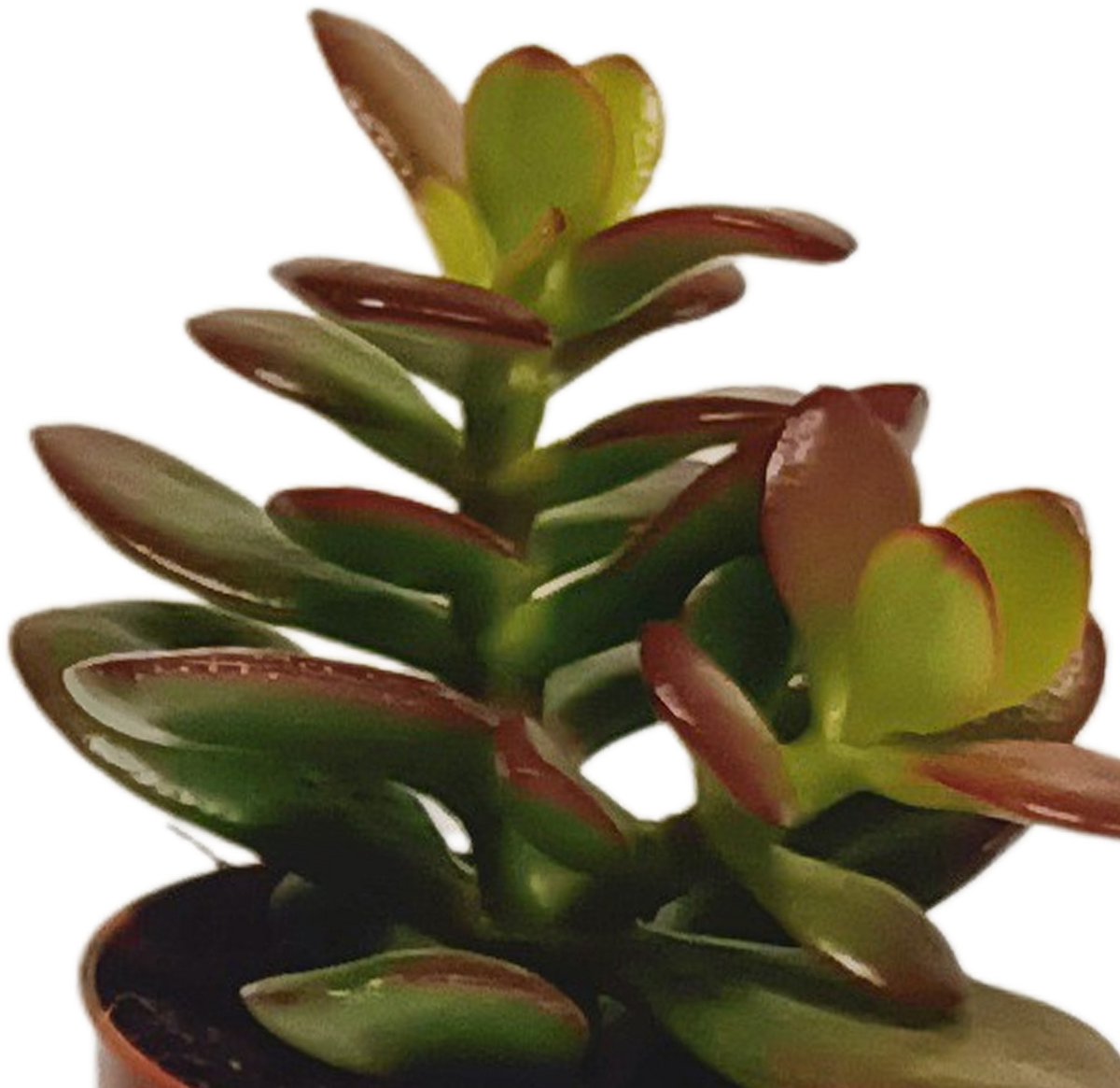 Vetplanten mix 5,5 cm | 10 stuks