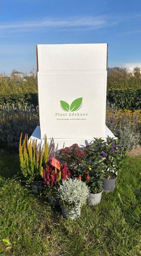2de Kans voor de Plant - 6 Stuks - Kneusjes Box Buitenplanten - Seizoensplanten