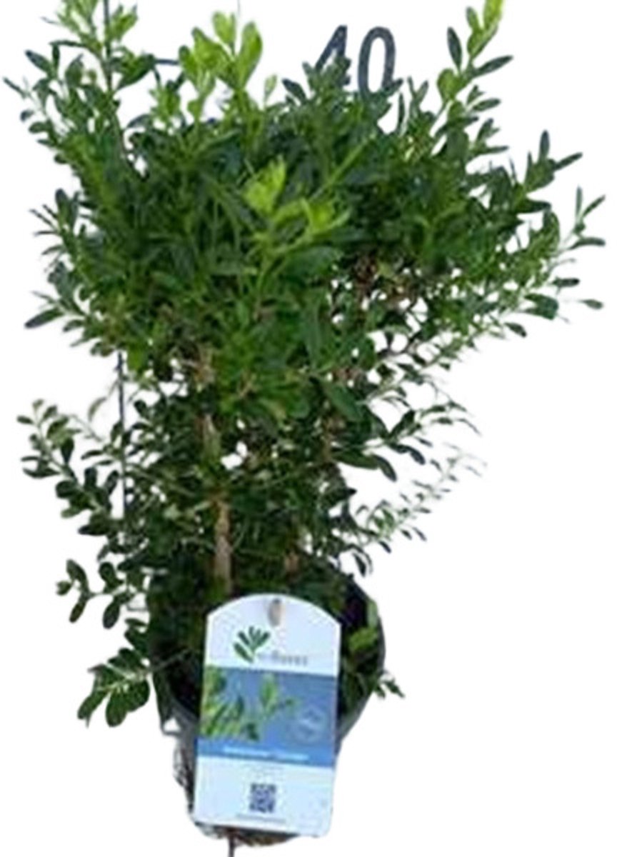 Betterbuxus 'Skylight' – 25-30 cm – Wintergroene Heester – Snelgroeiend & Schimmelresistent – Meerjarig – Ideaal voor Hagen, Vormsnoei & Borders