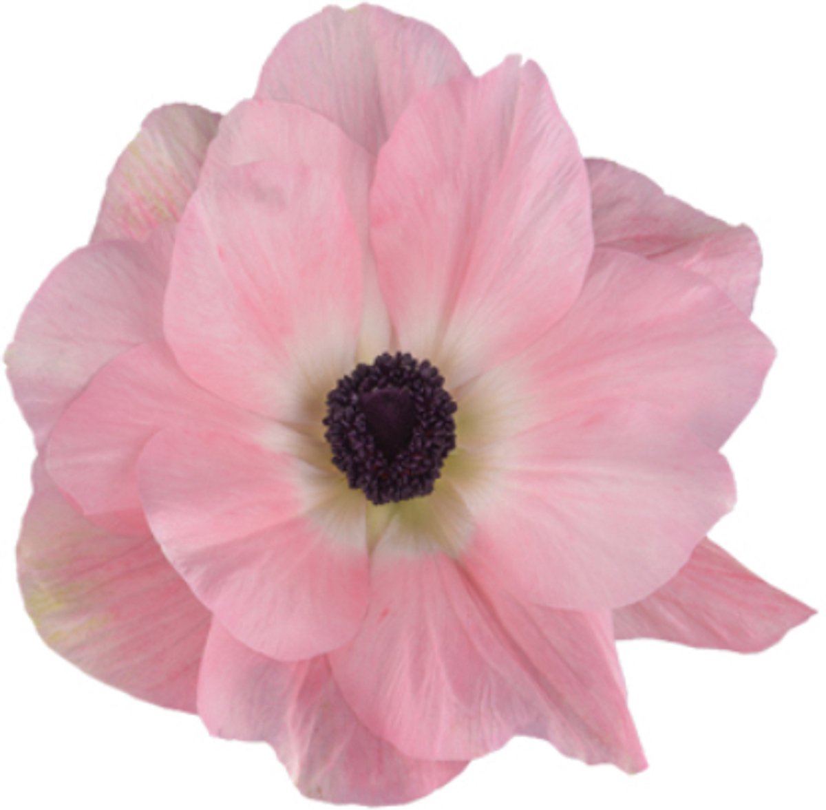 Anemone Mistral Rosa Chiaro | 10 stuks | Anemoon