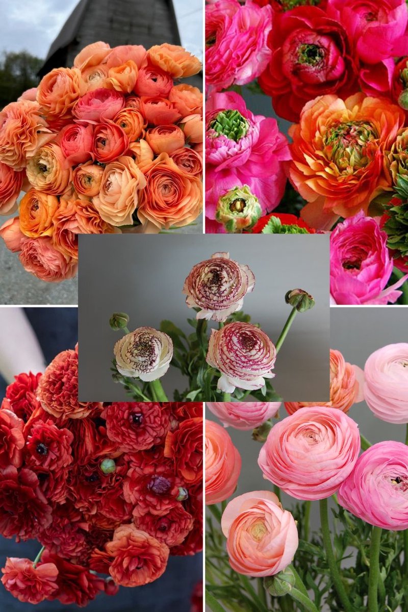 Bulbs4you Ranunculus Collectie | 50 stuks | Ranonkel