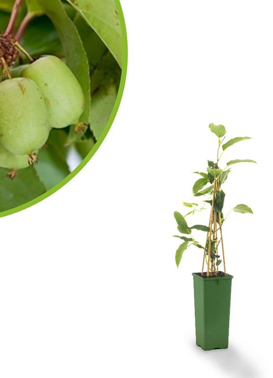 Mini-kiwi - kiwibes - Actinidia arguta Issai - Zoete Kiwi - Winterhard - eigen fruit kweken