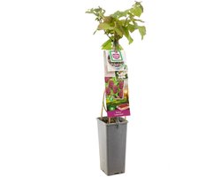 Frambraam - Loganbes (doornloos) - Thornless Loganberry Rubus 'Loganberry'  - kleinfruit - fruitstruik - plant - eigen fruit kweken - 1 plant